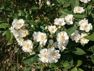 FROSTY MORNINGS (rambler)